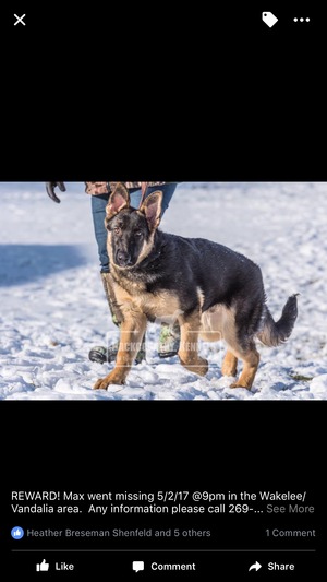 Safe German Shepherd Dog in Vandalia, MI