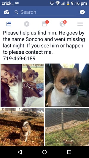 Safe Chihuahua in La Junta, CO