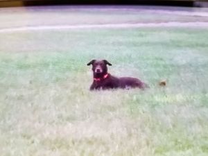 Safe Labrador Retriever in Chocowinity, NC