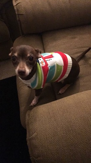 Safe Chihuahua in Richmond, VA
