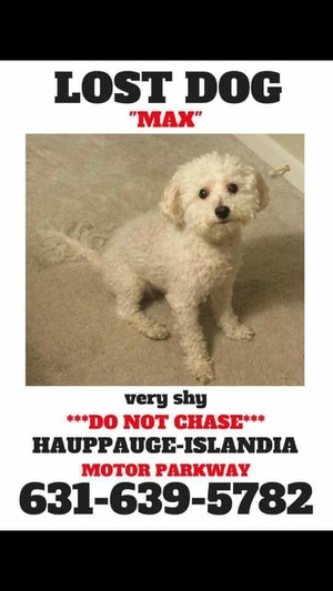 Safe Bichon Frise in Hauppauge, NY