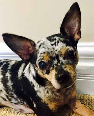 Safe Chihuahua in Joliet, IL