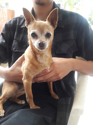 Safe Chihuahua in Fullerton, CA