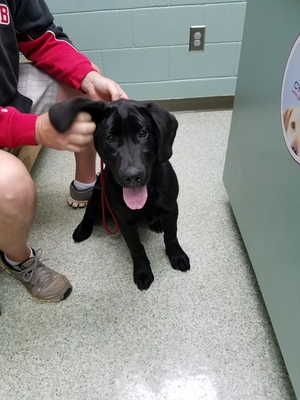 Safe Labrador Retriever in Shelby, NC