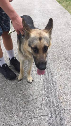 Safe German Shepherd Dog in Crosby, TX