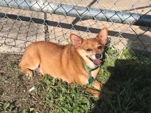 Safe Chihuahua in Pflugerville, TX