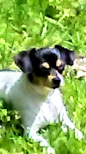Safe Chihuahua in Conroe, TX