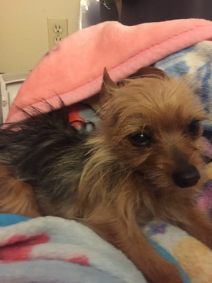Safe Yorkshire Terrier in Pacoima, CA