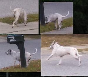 Safe American Bulldog in New Port Richey, FL