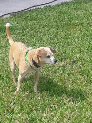 Safe Chihuahua in West Palm Beach, FL