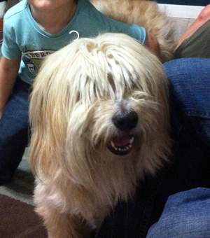 Safe Soft Coated Wheaten Terrier in Dade City, FL