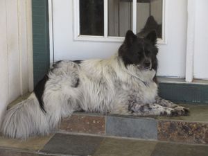 Safe Border Collie in Vacaville, CA