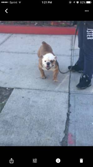 Safe English Bulldog in Bronx, NY