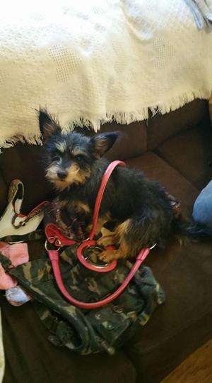 Safe Yorkshire Terrier in Mill Spring, NC