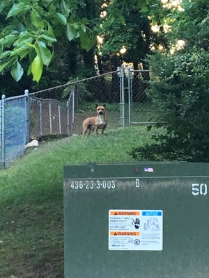 Safe Dog in Woodbridge, VA