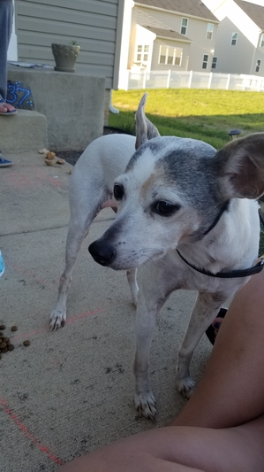 Safe Jack Russell Terrier in Ranson, WV