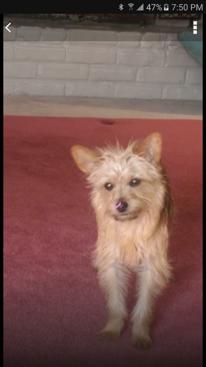 Safe Yorkshire Terrier in Lees Summit, MO