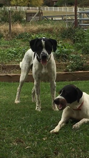 Safe German Shorthaired Pointer in Newcastle, CA