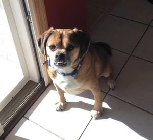 Safe Puggle in Tinley Park, IL