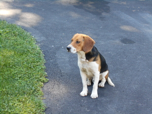 Safe Beagle in Mc Gaheysville, VA