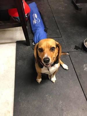 Safe Beagle in Virginia Beach, VA