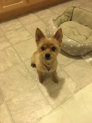 Safe Yorkshire Terrier in Pittsburg, CA