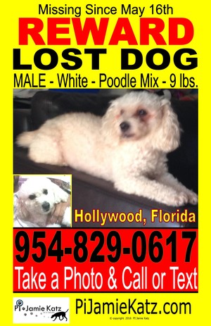 Safe Poodle in Hollywood, FL