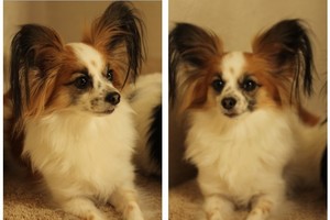 Safe Papillon in Issaquah, WA
