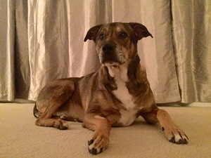 Safe Pit Bull in Durham, NC