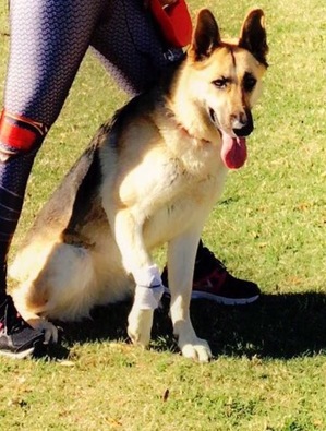 Safe German Shepherd Dog in Tolleson, AZ