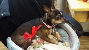 Safe Chihuahua in Wauconda, IL