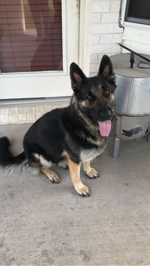 Safe German Shepherd Dog in South Houston, TX