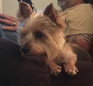 Safe Yorkshire Terrier in Madison, TN