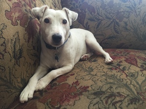 Safe Jack Russell Terrier in San Marcos, CA