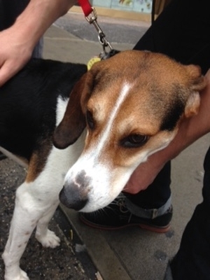 Safe Beagle in Brooklyn, NY