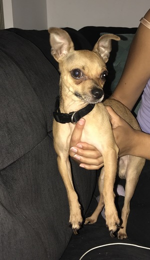 Safe Chihuahua in Boca Raton, FL
