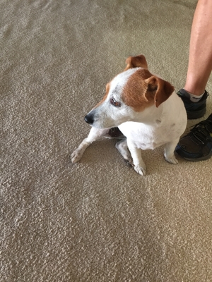 Safe Jack Russell Terrier in Whittier, CA