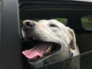 Safe Labrador Retriever in Roanoke, VA