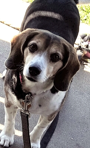 Safe Beagle in Raymore, MO