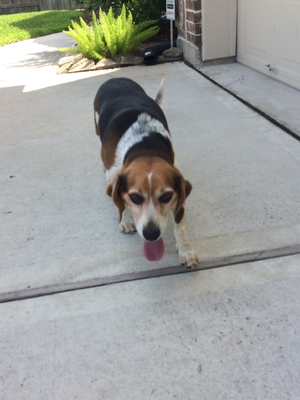 Safe Beagle in Spring, TX