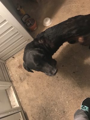 Safe Labrador Retriever in Staunton, VA