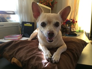 Safe Chihuahua in Glendale, CA