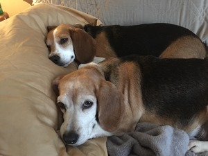 Safe Beagle in Pittsburgh, PA US