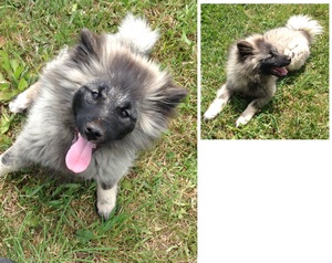 Safe Keeshond in Clare, MI