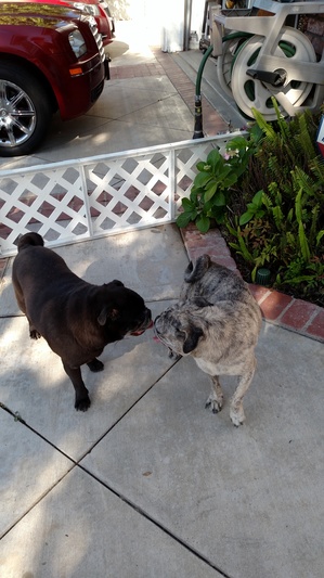Safe Pug in Lake Forest, CA