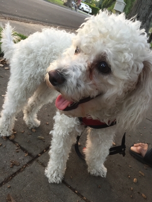 Safe Poodle in Monrovia, CA