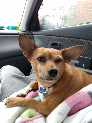 Safe Rat Terrier in Tacoma, WA