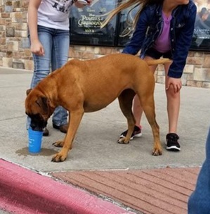 Safe Boxer in Waxahachie, TX