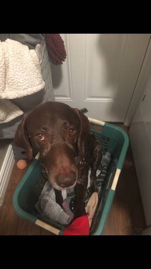 Safe German Shorthaired Pointer in Carmichael, CA