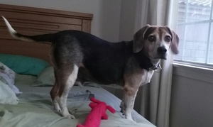 Safe Beagle in Arcadia, CA